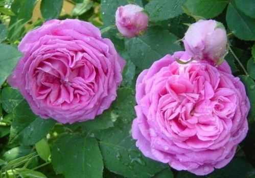 月季：花中绿茶婊