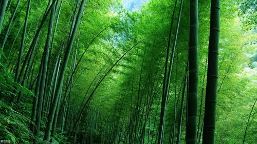 乱七八糟的噪音时间：其他地方的攻略（别问我为什么放这里）