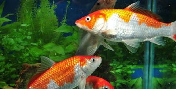 啥叫五行？为啥要堪五行？