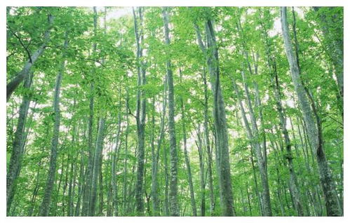 12种神奇树木大推荐