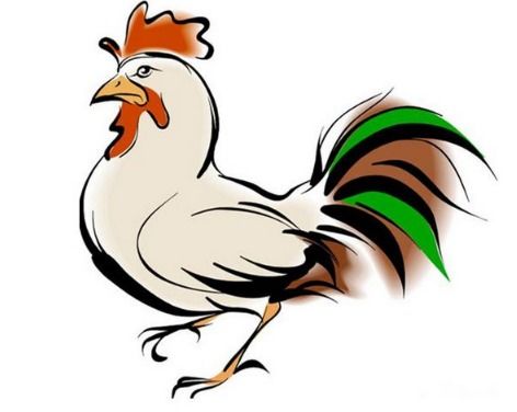 属鸡的金鸡报晓也没用