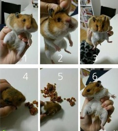 生肖鼠：胆小如鼠，气场不合