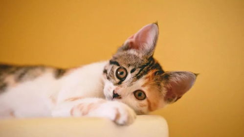给猫针灸