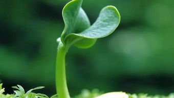 土命人最适合养护哪些植物或动物以增强运势？