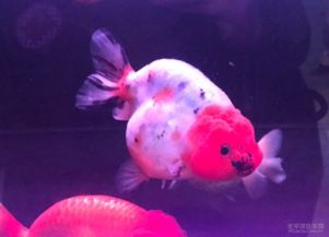 绵阳花鸟鱼市场环境：这片市井中的炎热闹江湖