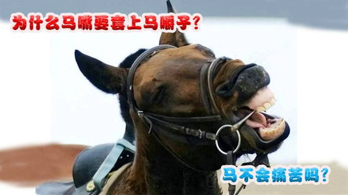 牛头马嘴究竟指的是哪个生肖呢？