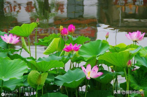 荷花摆件风水禁忌,荷花摆件风水禁忌