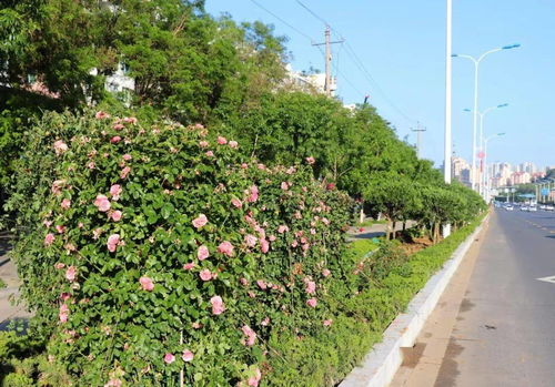 怎样更较深入地探访蔷薇园？