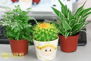 救命！仙人掌居然会吃辐射？科学家都不敢说的真相