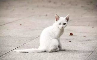灰色猫有什么风水说,灰色风水代表什么