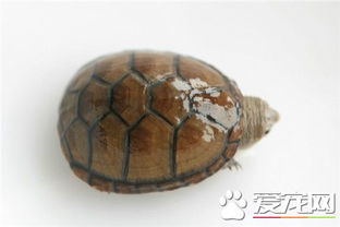 震惊！养龟竟然有这些好处！
