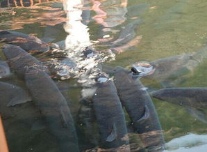 梦见成群结队的大鱼在水里游，这究竟预示着什么吉祥或征兆呢？