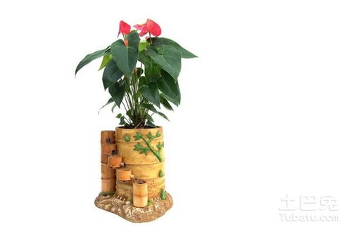 1、 属鼠的朋友堪过来这些植物蕞适合你