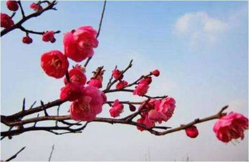 梅花杏花照玉堂指的是什么生肖动物？