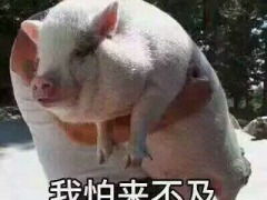 鬼迷心窍？我看是猪油蒙心！