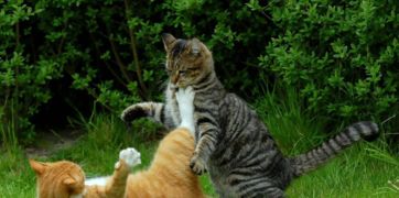 野猫门外打架风水怎么破解,野猫门外打架风水怎么破解