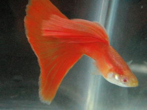 鲤鱼摆件适合放家里吗,鲤鱼摆放家中位置