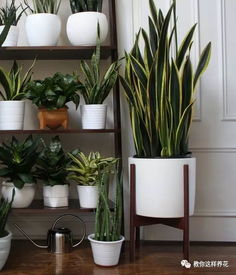 领导办公室植物大乱炖：2026年财运玄学指南