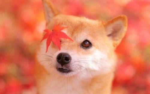 属龙的男生：光芒四射却忽视细腻交流的重要性