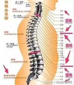 五行失衡？你的内脏正在打架！