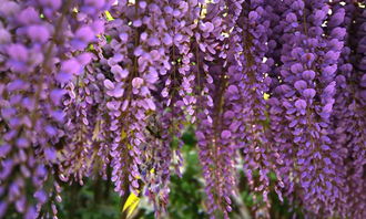 种紫藤的方位,紫藤种在什么位置好