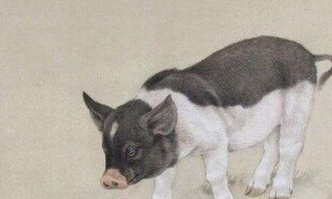 属猪女士转运最旺的吉祥物是什么，能带来财运？