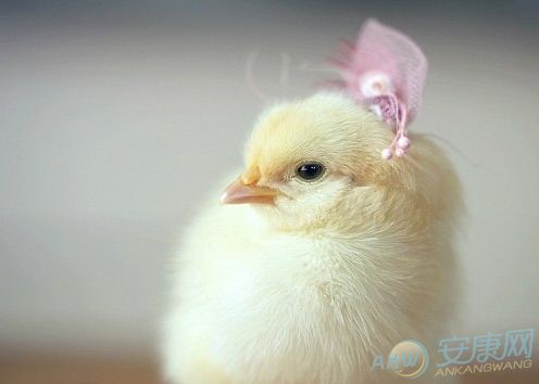 鸡年给娃起名这事儿，吉姓家长可得悠着点儿！