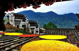 惊！黄山婺源三天两夜吐血踩坑实录