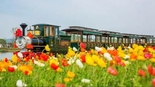 那些花到底叫什么名字？