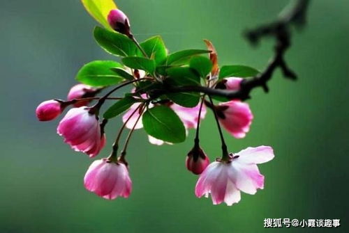 余光中那个糟老头子写的破诗居然火了？