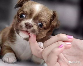 生肖与猫狗的象征