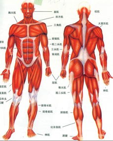 年轻力壮的生肖是哪个？哪些生肖以肌肉发达著称？