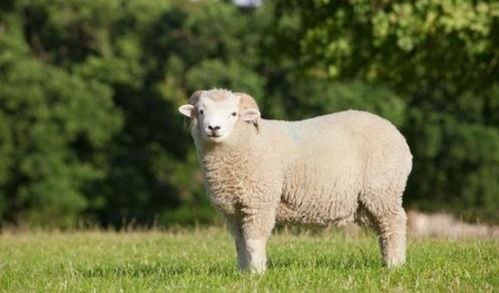 2003年出生属羊的人2021年多少岁了？