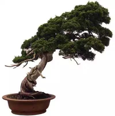 救命！松柏盆景居然会吃人运势？