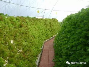 我的家乡运城：独特的地域特色