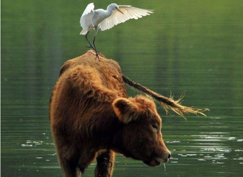 ：生肖牛的执念与占有欲