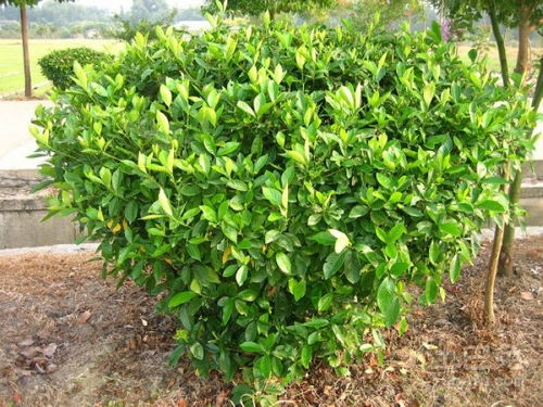 金森女贞寓意,金森女贞可yiZuo盆景吗