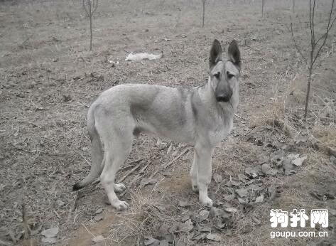 楼上风水不好怎么办,楼上养兔风水不好