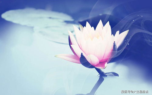 五、 荷花图：冰清玉洁的象征