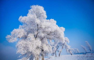 五、 实战案例：我在雪乡买到“活”人参的惊魂记