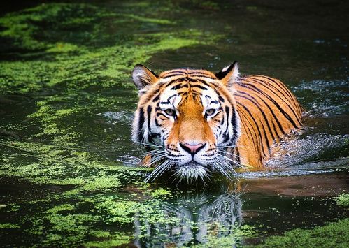 2026年出生的虎宝宝免费起名，有没有好听的取名建议？