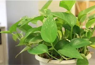 这些植物为啥能活这么久？