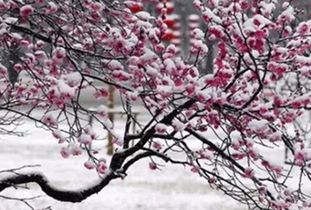 除了花，还有啥？