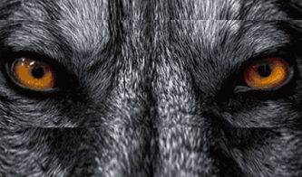 (2) 牛（丑牛）——稳重却被“压迫”产生沉闷感