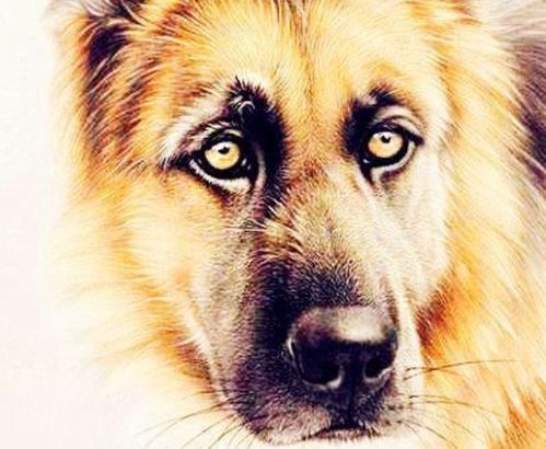 2026年属兔和属狗财运如何，这一年运势好不好？