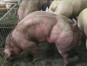 1. 优势互补