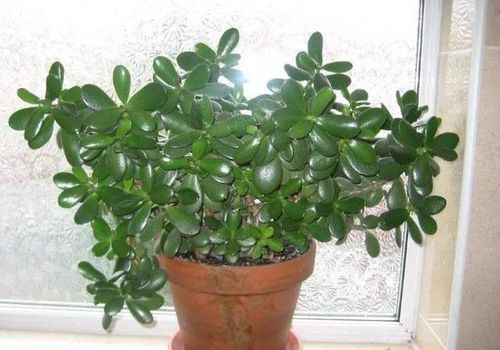 一、 八卦五行与盆栽的奇妙交叉口