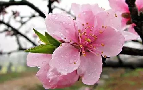 桃花生肖查询是什么生肖对应桃花运势？