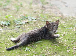 震惊！小区里的流浪猫竟然这样活下来！看完泪崩了