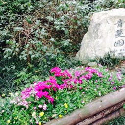 二、 门票特惠，畅游花海，市场价格惊喜